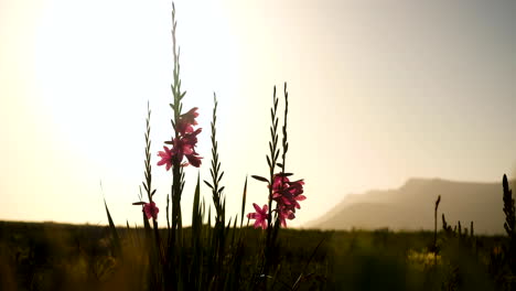 Pretty-pink-lily-growing-in-fynbos-on-mountain,-golden-sunset,-static-shot