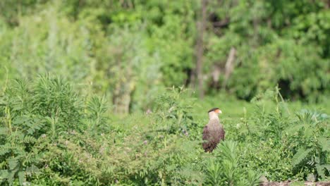 Great-kiskadee,-Pitangus-sulphuratus-flying-pass-a-wild-bird-of-prey-crested-caracara,-caracara-plancus-standing-in-dense-vegetations-and-suddenly-detour-by-flying-upward-to-avoid-being-hunted
