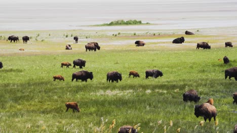 Herd-of-American-bison-or-buffalo-on-the-grassy-plain-with-young-Spring-calves-following-their-mothers---slow-motion
