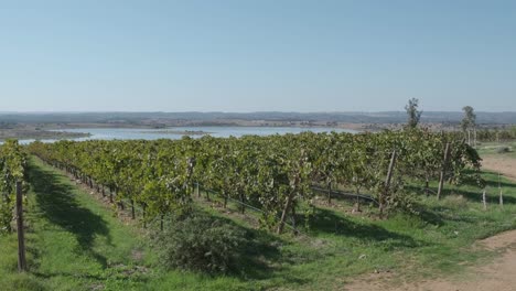 Pan-over-the-Monsaraz-vineyard-rows-next-to-the-blue-waters