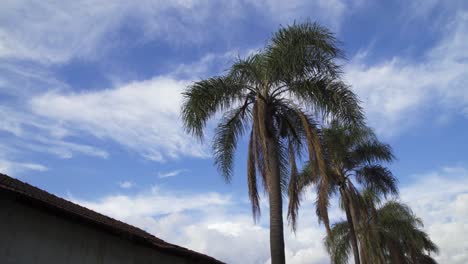 old-palm-from-farm-in-cloudy-day