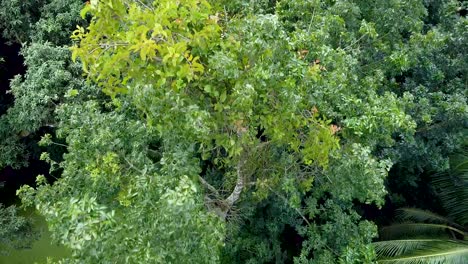 Aerial-view-of-deep-green-forest-or-jungle-at-rainy-season