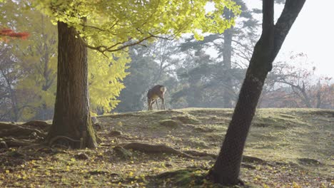 Hirsche-Im-Herbst,-Ginkgobäume-Färben-Sich-Gelb-In-Nara,-Japan