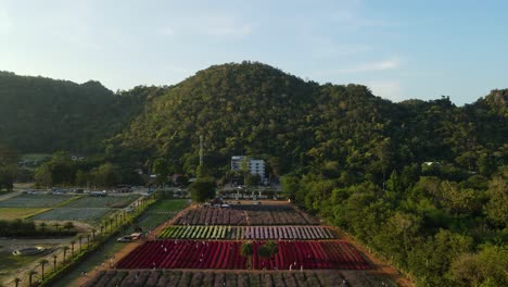 The-Hokkaido-Flower-Park-Khaoyai-ascending-aerial-footage-revealing-the-entire-flower-garden-in-Khao-Yai,-Pak-Chong,-Thailand