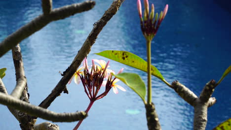 Plumeria-Pflanze-Mit-Blühenden-Blumen,-Die-Am-Poolrand-Wachsen