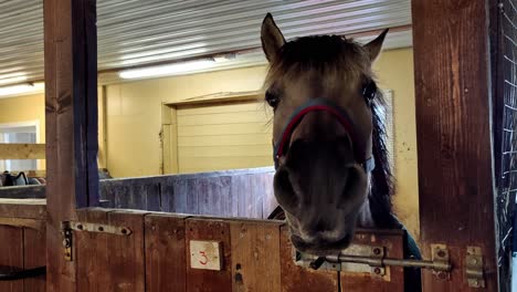 Silly-billy-curious-horse-living-at-a-shed-groomed-in-Frotveit-Bergen