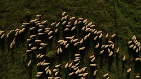 Summer-evening-aerial-top-down-view-of-hundreds-of-white-sheep-grazing-on-a-meadow