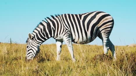 A-plains-zebra-eats-foliage-in-the-mid-morning-in-South-Africa-on-a-game-reserve