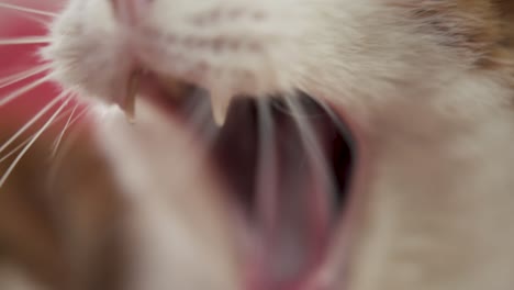 Ginger-Cat-Yawning-Slow-motion
