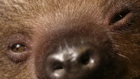 Close-up-macro-of-a-baby-sloth's-face-and-eyes