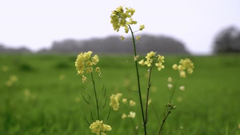 Pflanzenfeld-Mit-Gelben-Blütenblättern
