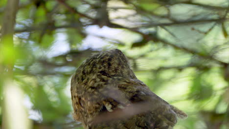 Slow-motion-shot-of-Tawny-Owl-turning-head-around-and-observing-nature,close-up