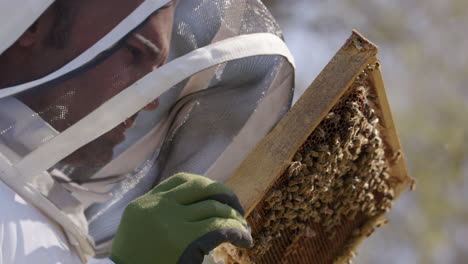 BEEKEEPING---Beehive-frame-inspected-by-a-beekeeper,-slow-motion-close-up