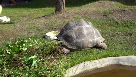 Rare-aldabra-tortoise-in-captivity-Bjørneparken-Norway---Tortoise-laying-on-ground-eating-grass-and-leaves---Static-handheld