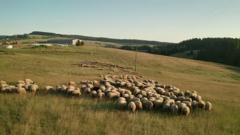 Summer-evening-aerial-follow-footage-of-hundreds-of-white-sheep-grazing-and-walking-on-a-beautiful-meadow