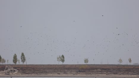 Large-Flock-Of-Sea-Birds-Flying-Over-River-On-Summertime