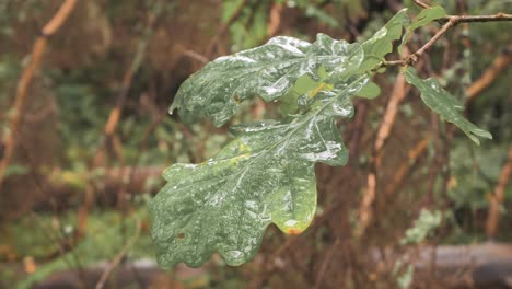 Regentropfen-Fallen-Auf-Die-Blätter-Einer-Eiche
