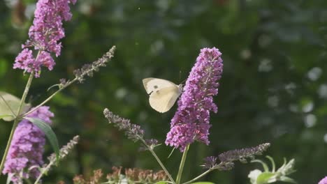 Kleiner-Weißer-Peridae-Schmetterling-Auf-Lila-Schmetterlingspflanzen-In-Zeitlupe