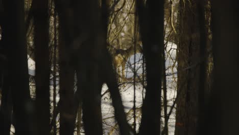 Nahaufnahme-Eines-Wilden-Hirsches-In-Der-Natur,-Aufgenommene-Echte-Bäume-In-Einem-Wald-Im-Winter-Im-Schnee-In-4K-Bei-120-Bildern-Pro-Sekunde-Mit-Schönem-Licht-Im-Hintergrund
