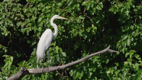 Close-up-shot-of-a-western-great-egret,-ardea-alba-egretta-with-s-curved-neck-perched-still-on-the-extended-tree-branch-under-the-sun-in-its-natural-habitat-with-beautiful-green-foliage-background