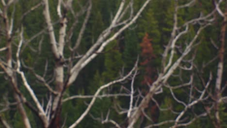 Pine-trees-and-birch-tree-in-autumn-rack-focus
