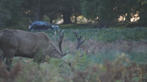 Stag-deer-eating-with-cars-passing-in-the-background