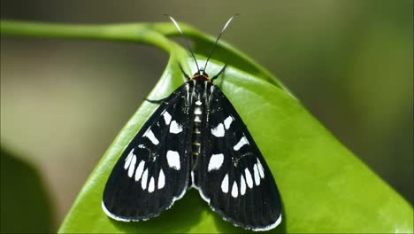 Mariposa-Negra-Posada-En-Una-Rama-En-El-Bosque-Salvaje