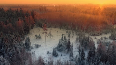 Aerial-flyover-beautiful-winter-forest-landscape-during-golden-sunset-in-nature