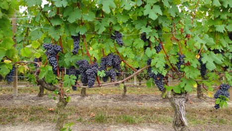 Vineyards-with-red-ripe-wine-grapes-agriculture