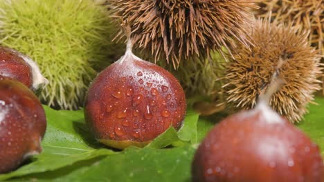 Macro-Reveal-shot-hedgehog-Chestnuts-and-chestnut-fruit-on-green-Leaves---Concept