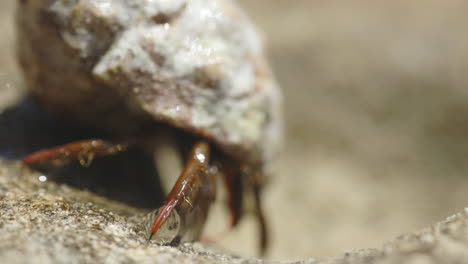 Hermit-crab-on-the-beach-in-Ibiza-takes-a-few-steps-in-the-sand,-close-up