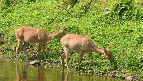 Eld's-Deer-or-Panolia-eldii,-two-females-grazing-on-the-side-of-the-stream-as-the-grass-is-greener-in-summer-in-Huai-Kha-Kaeng-Wildlife-Sanctuary,-Thailand