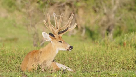 Calm-marsh-deer,-blastocerus-dichotomus-idling-in-its-natural-habitat,-sunbathing-and-napping-on-a-grassy-field-full-of-vegetations,-occasionally-flapping-its-ears-to-deter-insects