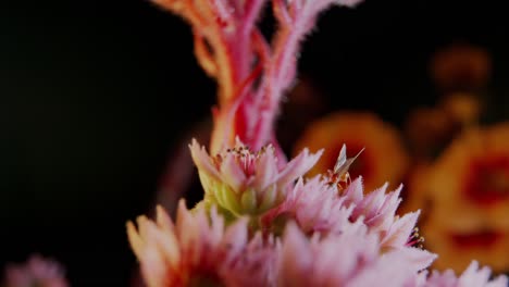 Orangefarbene-Ameise-Mit-Flügeln,-Die-über-Eine-Sehr-Farbenfrohe-Blume-Mit-Makroaufnahme-Im-Schwarzen-Hintergrund-Läuft