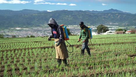 CARTAGO-COSTA-RICA---DECEMBER-10-2021:-farmers-applying-pesticide-to-the-soil-with-pulverizators