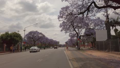 POV-shot-of-a-car-driving-through-a-street-lined-with-jacaranda-trees
