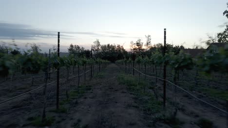 Panoramablick-Auf-Weinberge,-Die-Für-Die-Weinproduktion-Genutzt-Werden,-Bei-Sonnenuntergang-Mit-Den-Bergen-Im-Hintergrund