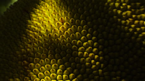 Close-up-of-skin-of-jackfruit,-the-jagged-uneven-surface