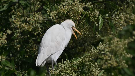 Cattle-egret-wandering-on-the-marsh-land-trees-of-Bahrain-back-waters-for-food