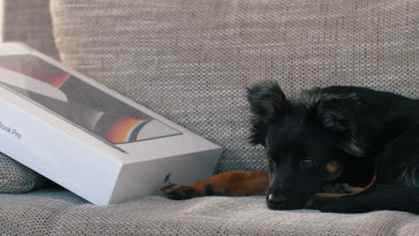 Hund-Liegt-Und-Schläft-Neben-Dem-Neuen-Apple-MacBook-Pro-Mit-M1-Max-Chip-Auf-Einer-Couch-Im-Wohnzimmer-Ein