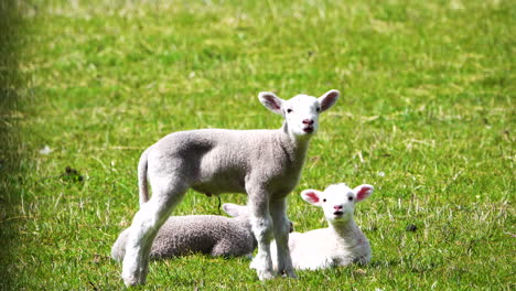 Group-of-cute-baby-lambs-grazing-on-meadow-during-stormy-day-in-sunlight,closeup