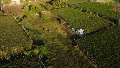 Kühe-Grasen-Auf-Der-Weide-Einer-Weinrebenplantage-In-Thailand,-Vietnam,-Luftaufnahme