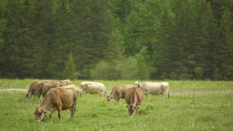 Dairy-Brown-Swiss-herd-of-cattle-grazing-in-green-meadow-with-pine-tree-forest-in-background-at-daytime,-Switzerland