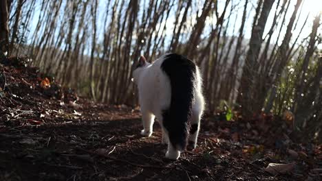 Schwarz-weiße-Katze-Wedelt-Mit-Dem-Schwanz-Und-Geht-Bei-Sonnenuntergang-Im-Wald-Spazieren,-Nahaufnahme-In-Zeitlupe