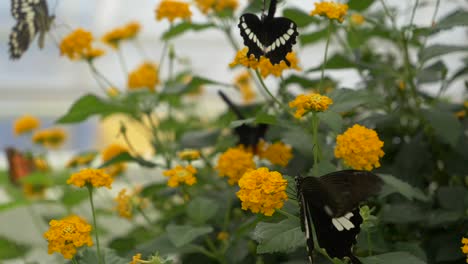 Slow-motion-shot-of-many-black-butterflies-beating-wings-and-sucking-nectar-of-yellow-flower---black-butterfly-with-white-stripes