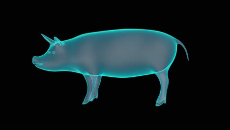 Un-Holograma-3d-De-Un-Cerdo-En-Renderizado-De-Rayos-X
