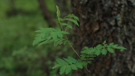 Young-Sapling-Growing-beside-a-Tree-in-a-Woodland
