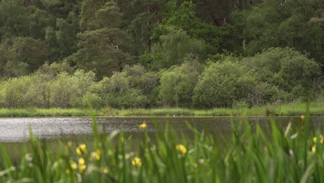 Looking-over-some-Yellow-Flowered-Plants-at-a-Small-Scottish-Loch