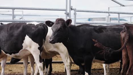 Herd-of-cows-standing-calm-in-steel-fenced-outdoor-pen,-slow-motion