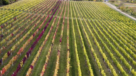 Drone-shot-of-grapevine-vineyard-above-a-Czech-village-in-autumn